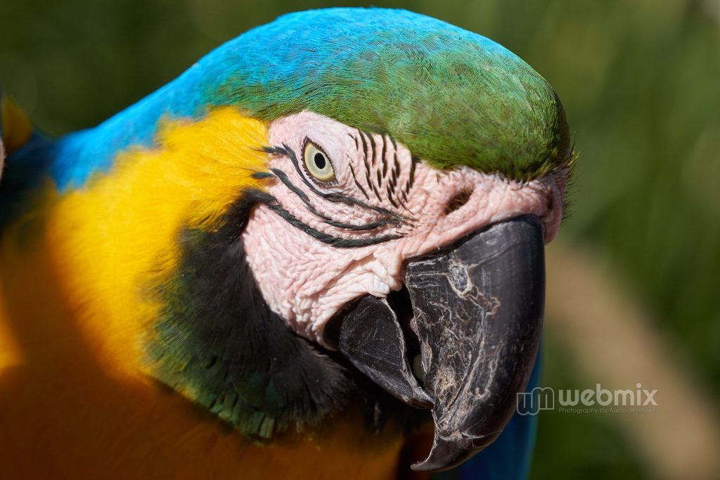 Maleny Scarlet macaw